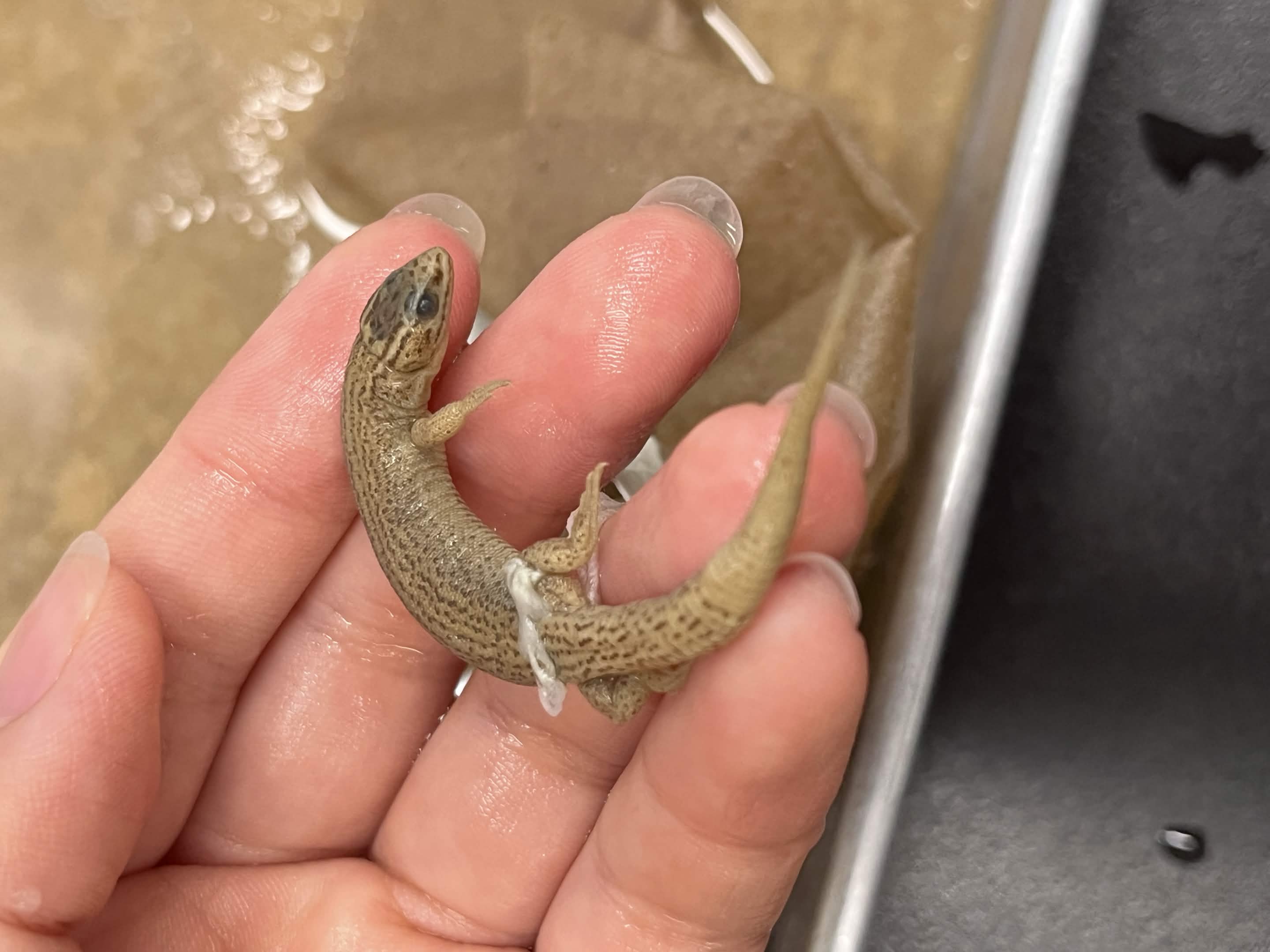 <p>Family + Species?</p><ul><li><p><strong>Huge eyes</strong></p></li><li><p><strong>Beady</strong></p></li><li><p><strong>beady behind eyes</strong></p></li><li><p>no eyelids</p></li></ul><p></p>