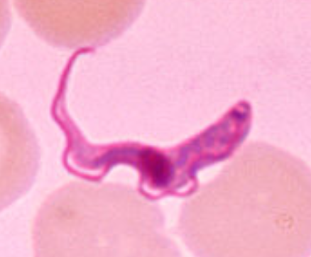 <p>¿Qué forma circula en sangre humana? Trypanosoma</p>