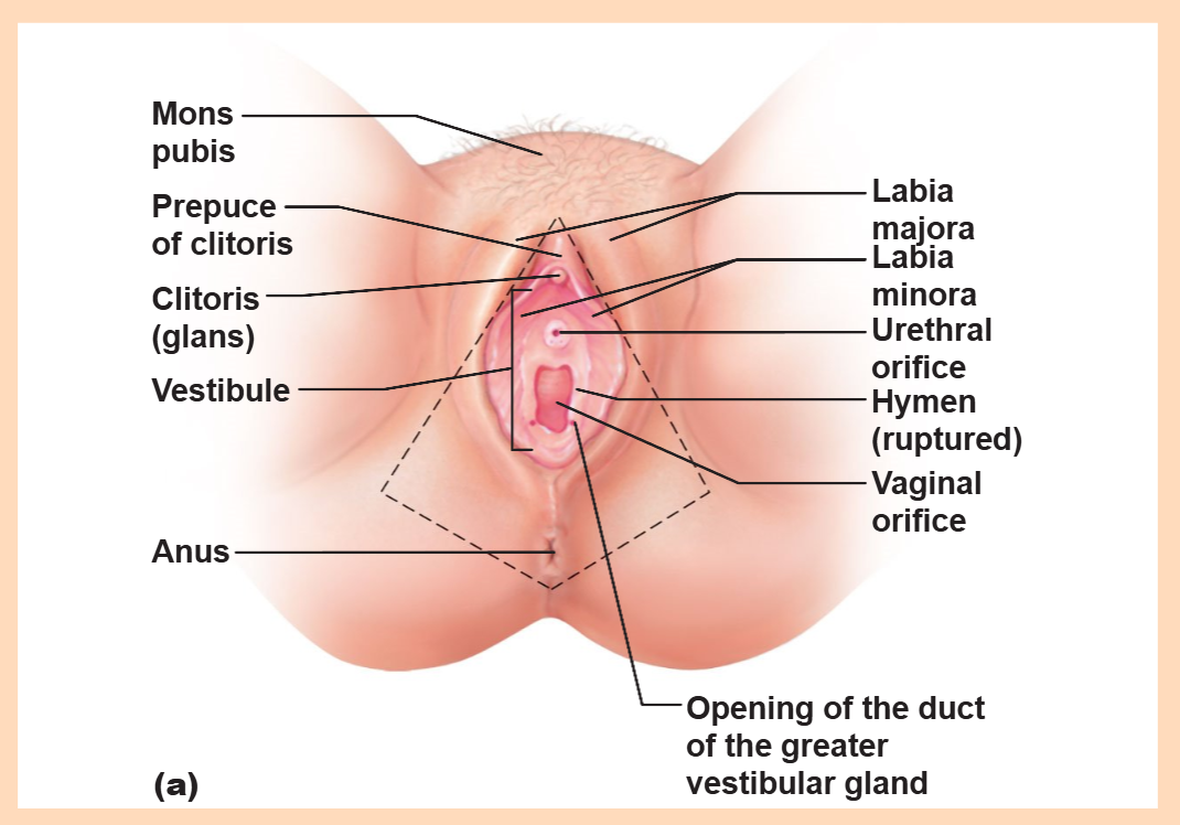 <p>Greater vestibular glands</p>