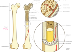<p>The anatomy of a bone of a bone consists of...</p>
