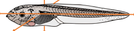 <p>Label the early axes of bilatarians (6) like xenopus</p>