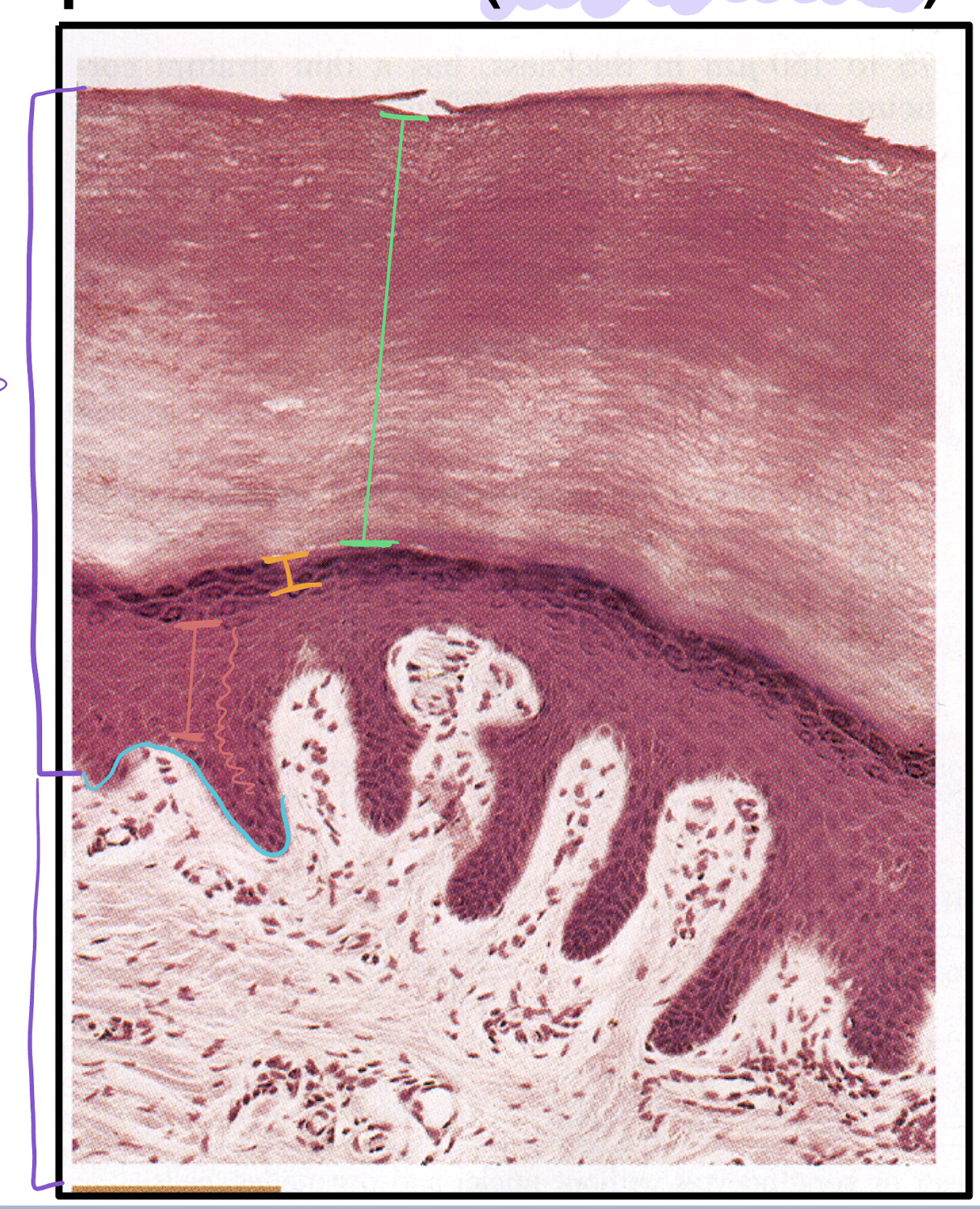 blue - s. basale, red - s. spinosum, orange - s. granulosum, green - s. corneum