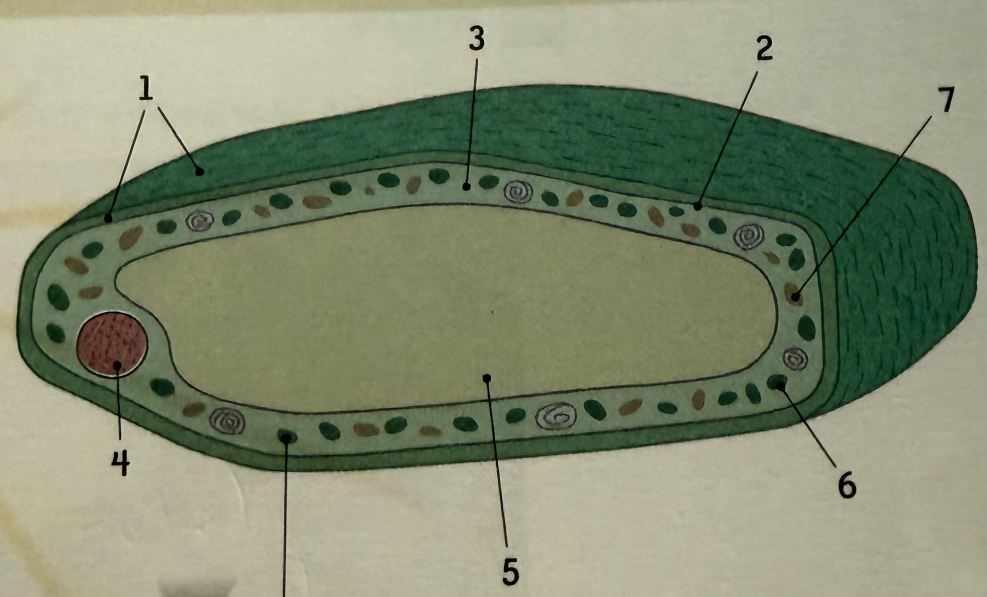 <p>3 </p>