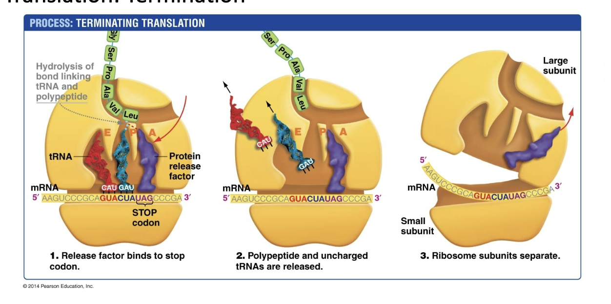 <p>10) Release factor binds to stop codon</p><p>11) Polypeptide + uncharged tRNAs are released</p><p>12) Ribosome subunit separate</p><p></p>