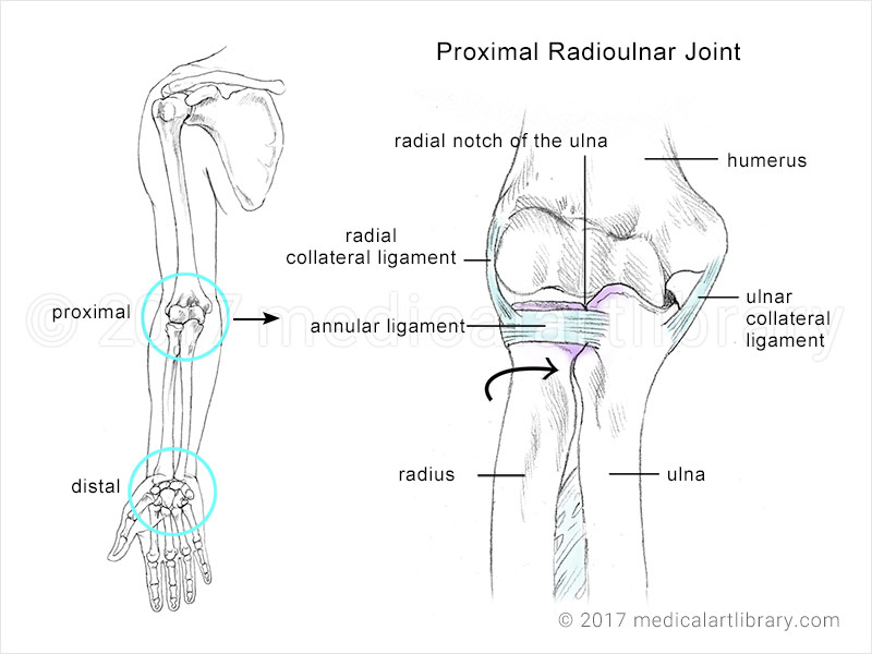 <p>Proximal &amp; distal radio-ulnar joints </p>