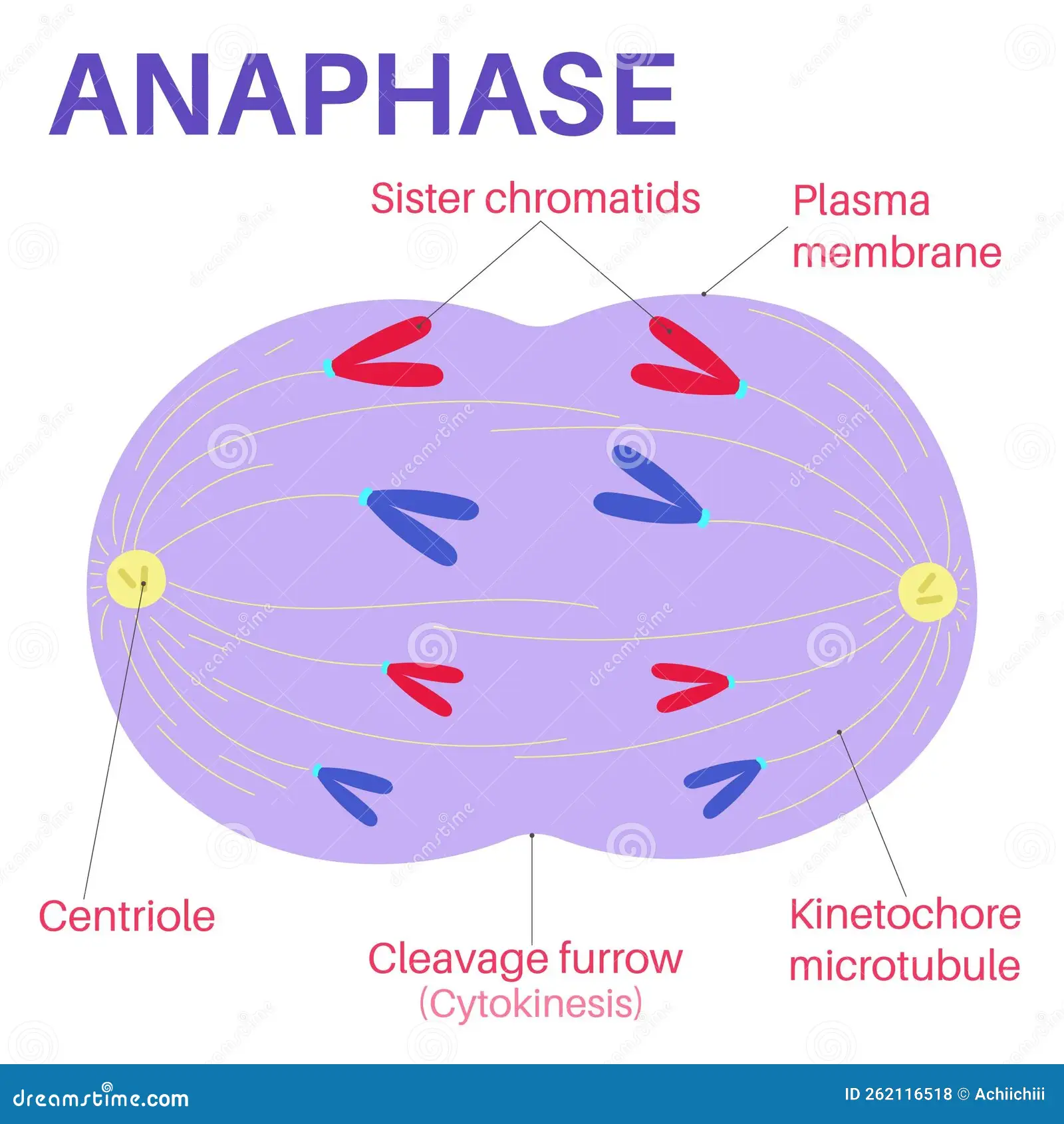 <ul><li><p><strong><u>Spindle fibers</u> </strong>shorten</p></li><li><p><strong><u>Centromere</u></strong><u> </u>bond breaks</p></li><li><p>Daughter chromosomes pulled to opp ends</p></li></ul><p></p>