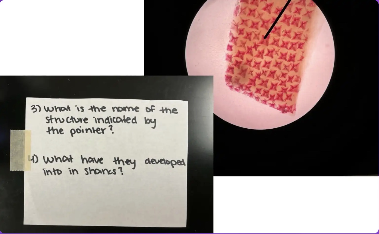 <p>What have they developed into in sharks?</p>