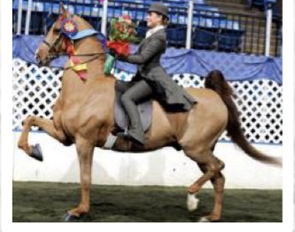 <p>Saddlebred</p>