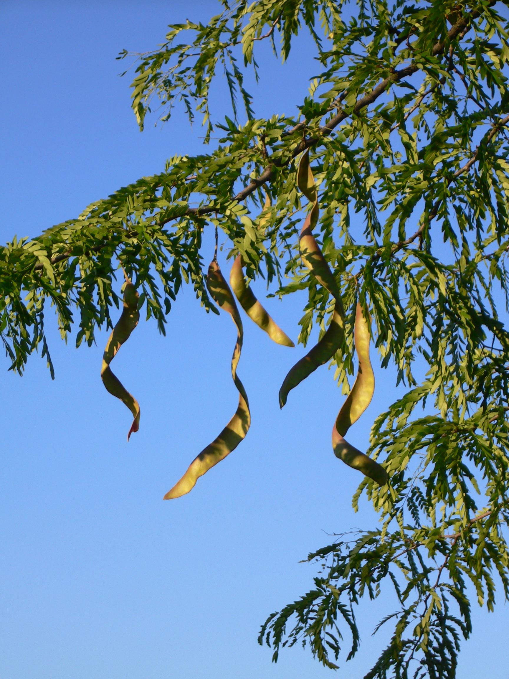 <p>Thornless Honeylocust</p>