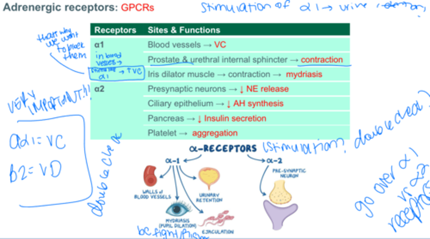 <p>bc alpha1 receptors are located in the blood vessels, prostate and urethral sphincter, and iris dilator muscle </p>