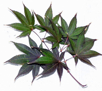 <p>common name</p>