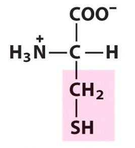 <p><span>Polar amino acid. Uncharged. [Cys, C]</span></p>