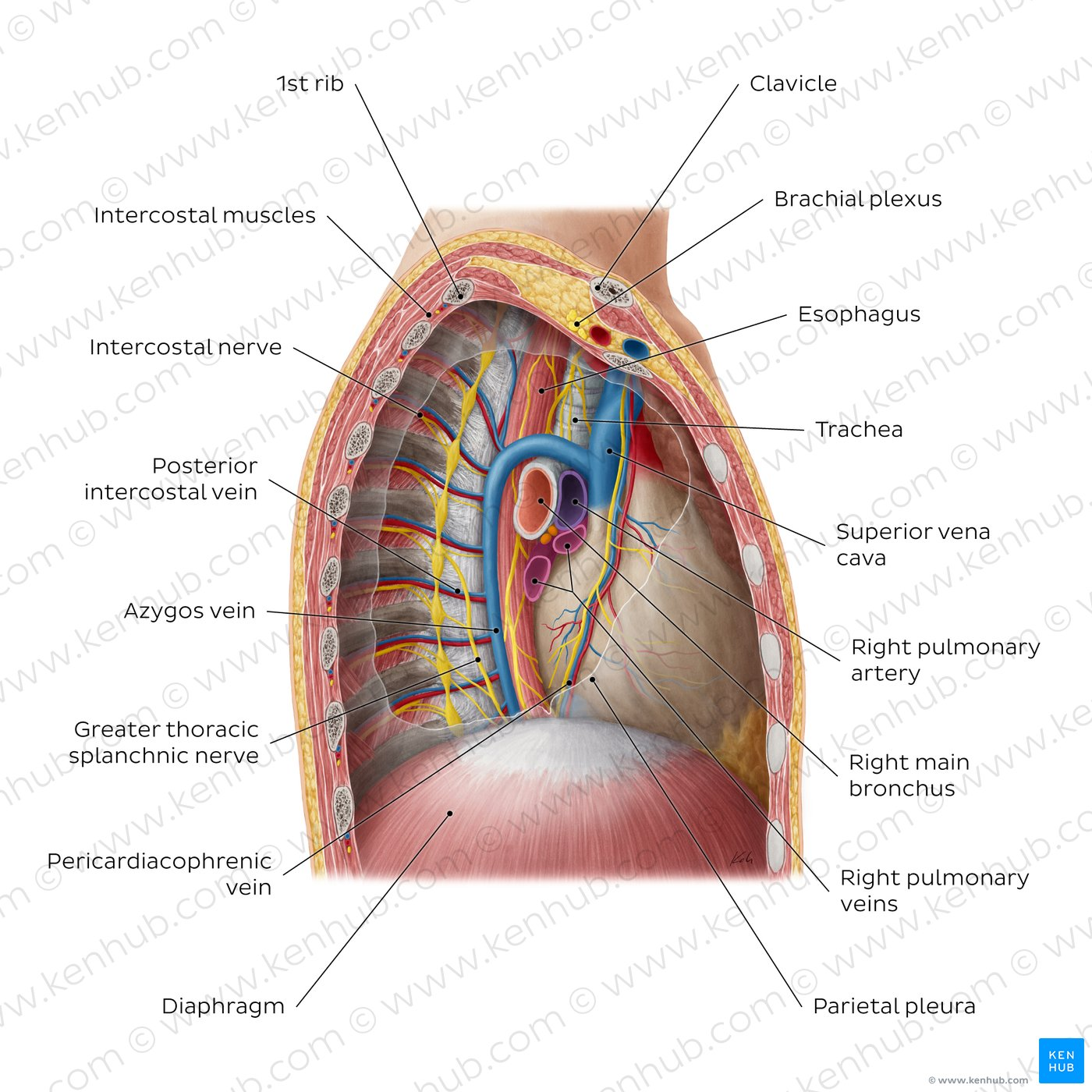 <p>Mediastinum </p>