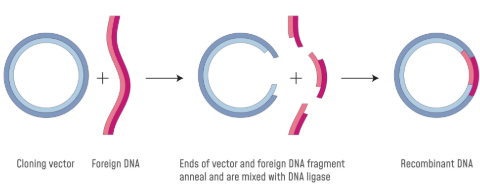 <p>Cuts DNA into segments at specific sequences.</p><p>Can be used to cut a specific gene out of a DNA strand and simultaneously cut a plasmid vector, allowing DNA ligase to join them together, forming recombinant DNA.</p>