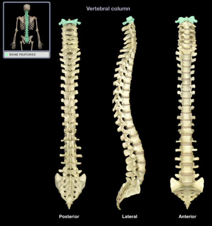 <p>(spine) Top vertebrae body, also known as C1</p>