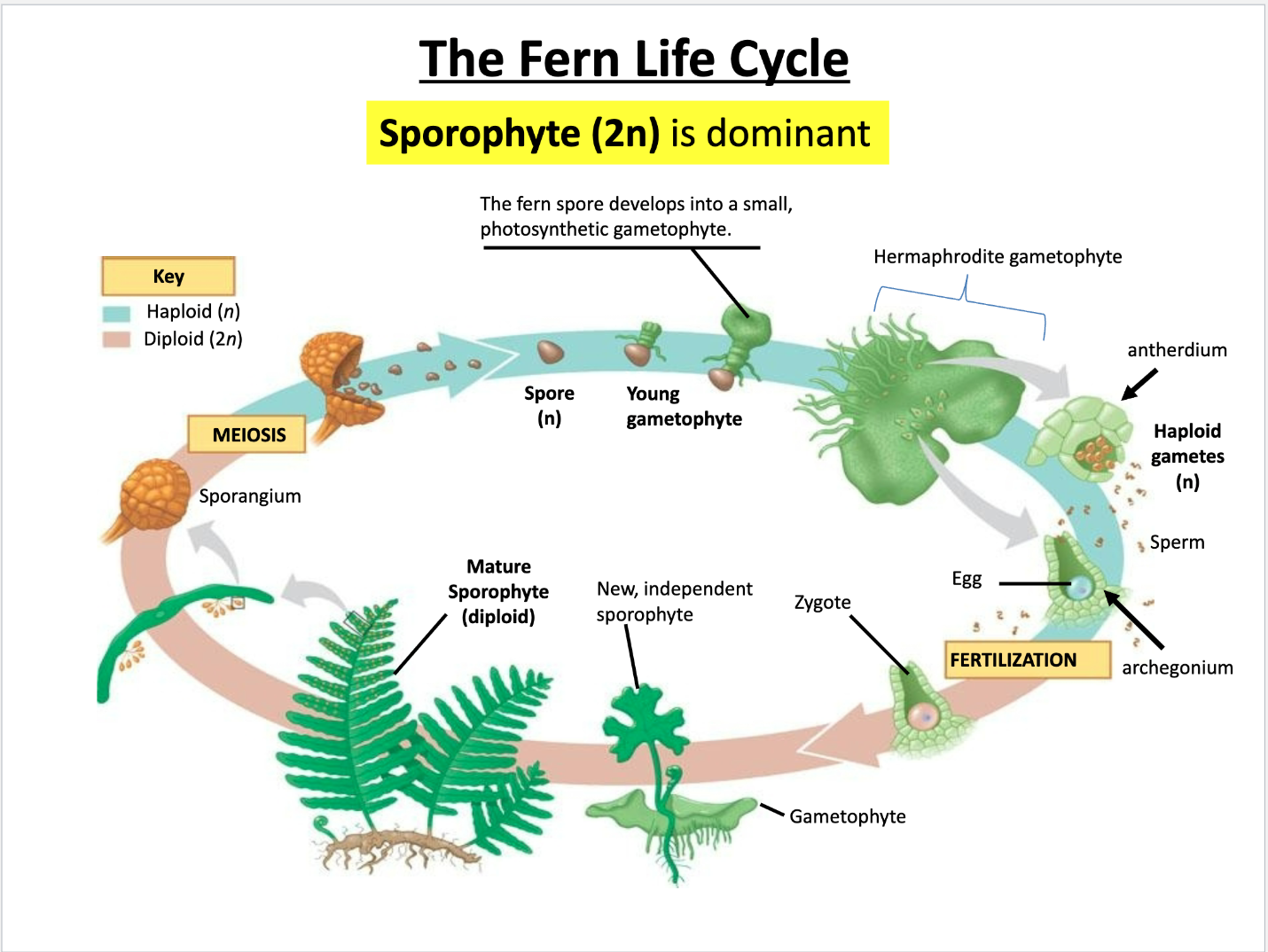 <p>1. Mature sporophytes undergo MEIOSIS --> spores</p><p>2. Spores germinate --> hermaphrodite (or male) gametophyte (MITOSIS)</p><p>3. antheridium structure --> sperm; archegonium structure --> egg</p><p>4. Fertilization --> zygote --> sporophyte</p><p>5. Mature sporophyte grows out of gametophyte</p><p>Sporophyte dominant</p>