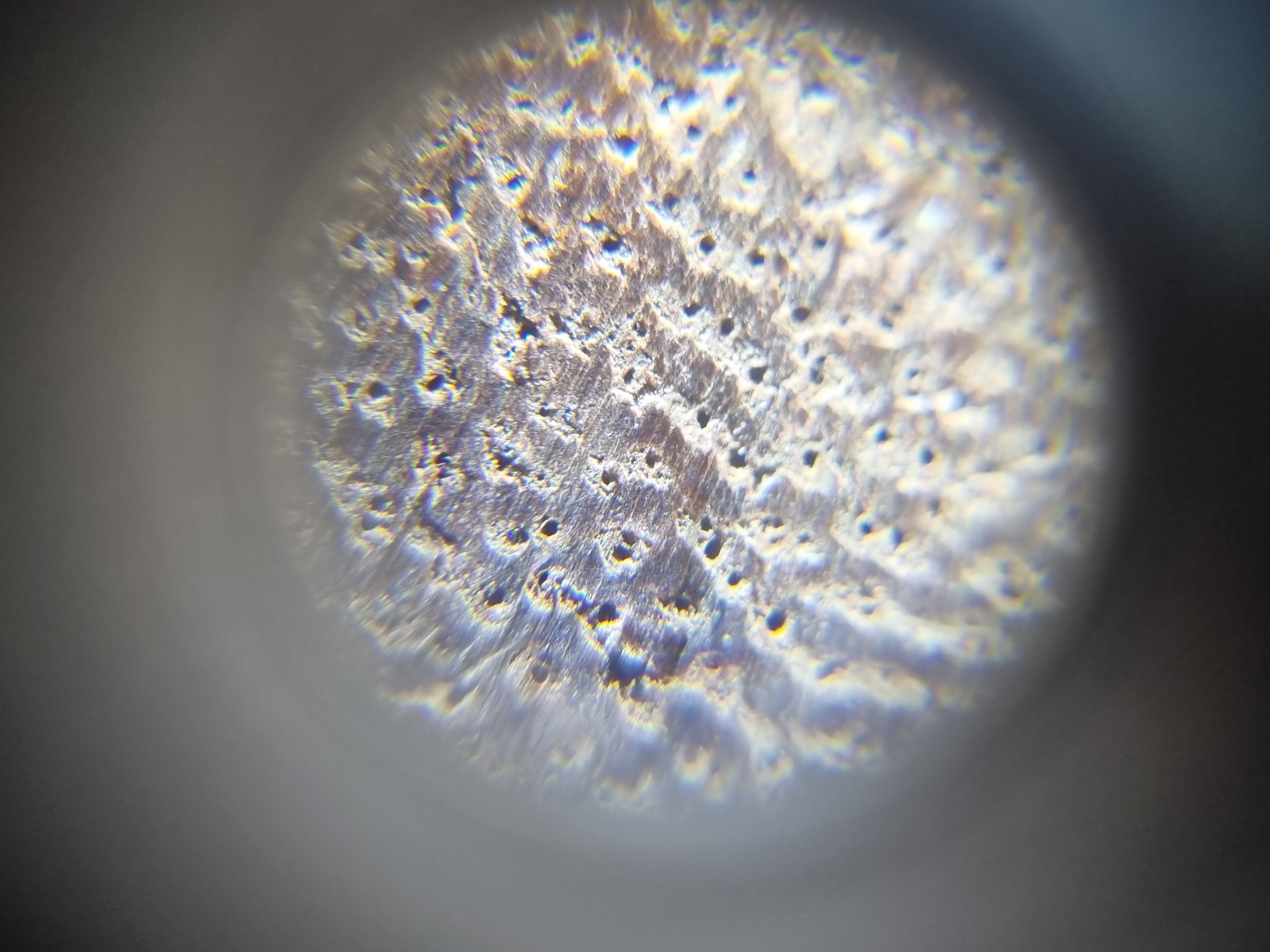 <p>Presence of deposits and its banded confluent parenchyma ; pores are visible compared with Kakauate's blind pores</p>