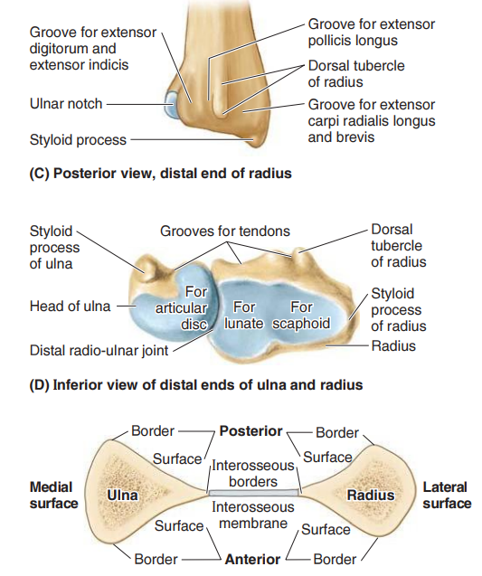 <p>Ulnar Head</p><p>Ulnar Styloid Process</p>
