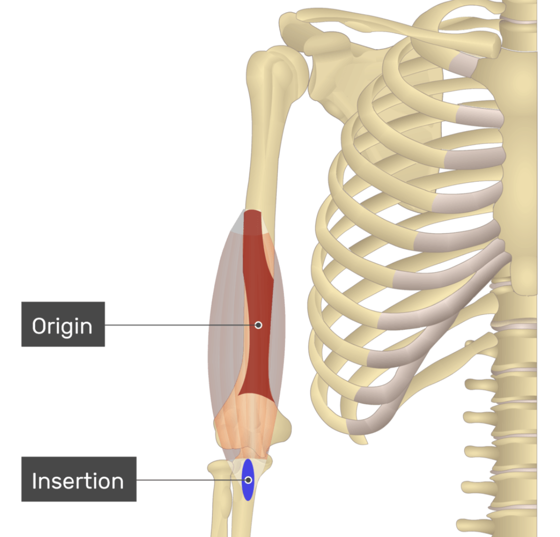 <p>O: Anterior Shaft of Humerus</p><p>I: Coronoid Process</p><p>A: Pure Elbow flexion</p>
