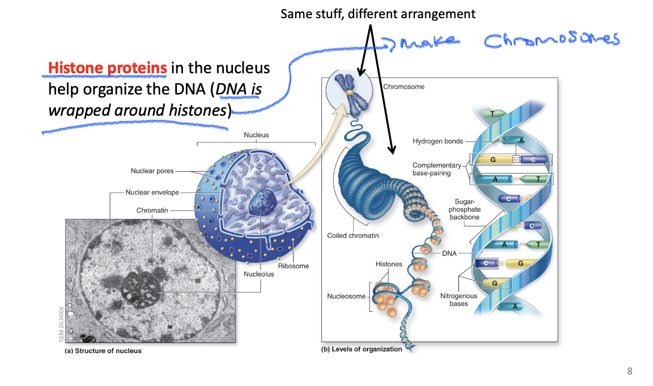 knowt flashcard image