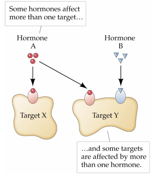 <p>Hormones can only affect cells…</p>