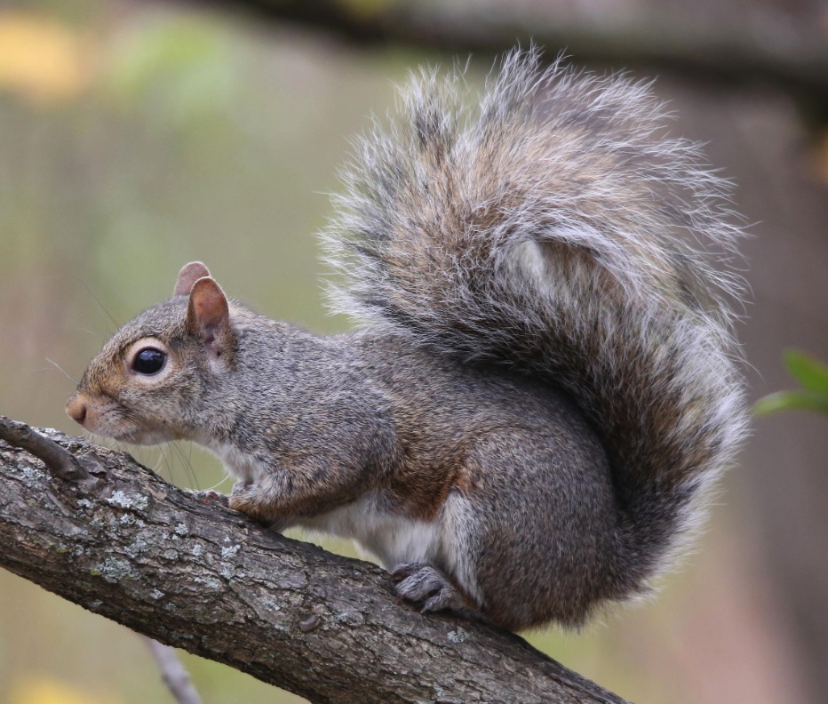 <p>Family: tree squirrels and ground squirrels </p>