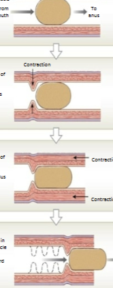 <p>Propulsion of bolus via coordination of: </p><ol><li><p>Circular muscle: Causes narrowing of lumen (constriction)</p></li><li><p>Longitudinal muscle: Shortens (pulls in/inchworms) the tube</p></li></ol><p></p>