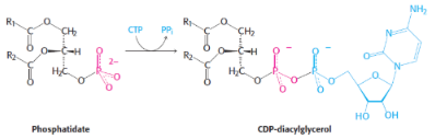<p>1st step of phospholipids synthesis</p>