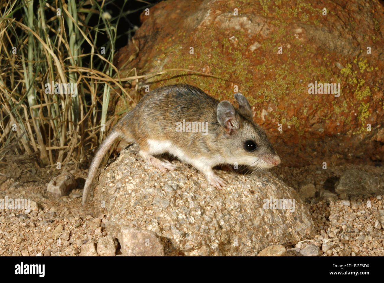 <p>what species is this</p>