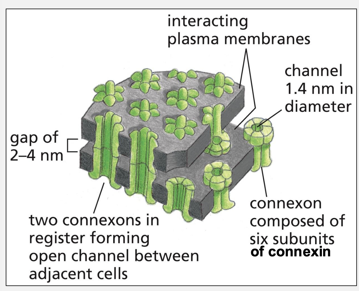 <p>What is the functional unit of a gap junction?</p>