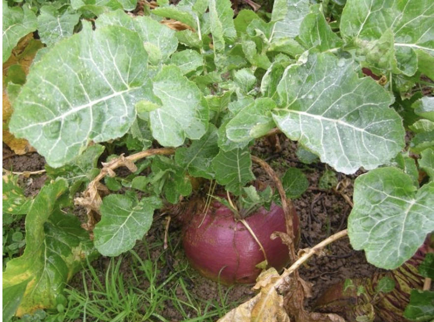 <p><strong>Plant family:</strong> Brassicaceae<br><strong>Life cycle:</strong> Biennial (grown as an annual)<br><strong>Key persistence / spread:</strong> Seed only<br><strong>Farming systems:</strong> Winter forage (mainly sheep and cattle)</p><p><strong> How to identify</strong></p><p>They are large forage brassicas grown primarily for winter feed. Like turnips, they form a storage root, but the bulb is larger, firmer, and usually more submerged in the soil.</p><p>Leaves are blue‑green and waxy, giving them a duller appearance than turnip leaves. Leaves are less hairy than turnips and often form a more upright rosette.</p><p>The bulb is typically spherical, heavy, and dense and may show a purple or bronze top depending on the cultivar. Flesh is usually yellow.</p><p>They develop more slowly than turnips and are more cold-tolerant. They are mainly confused with turnips but are distinguished by size, waxy leaves, and winter use.</p>