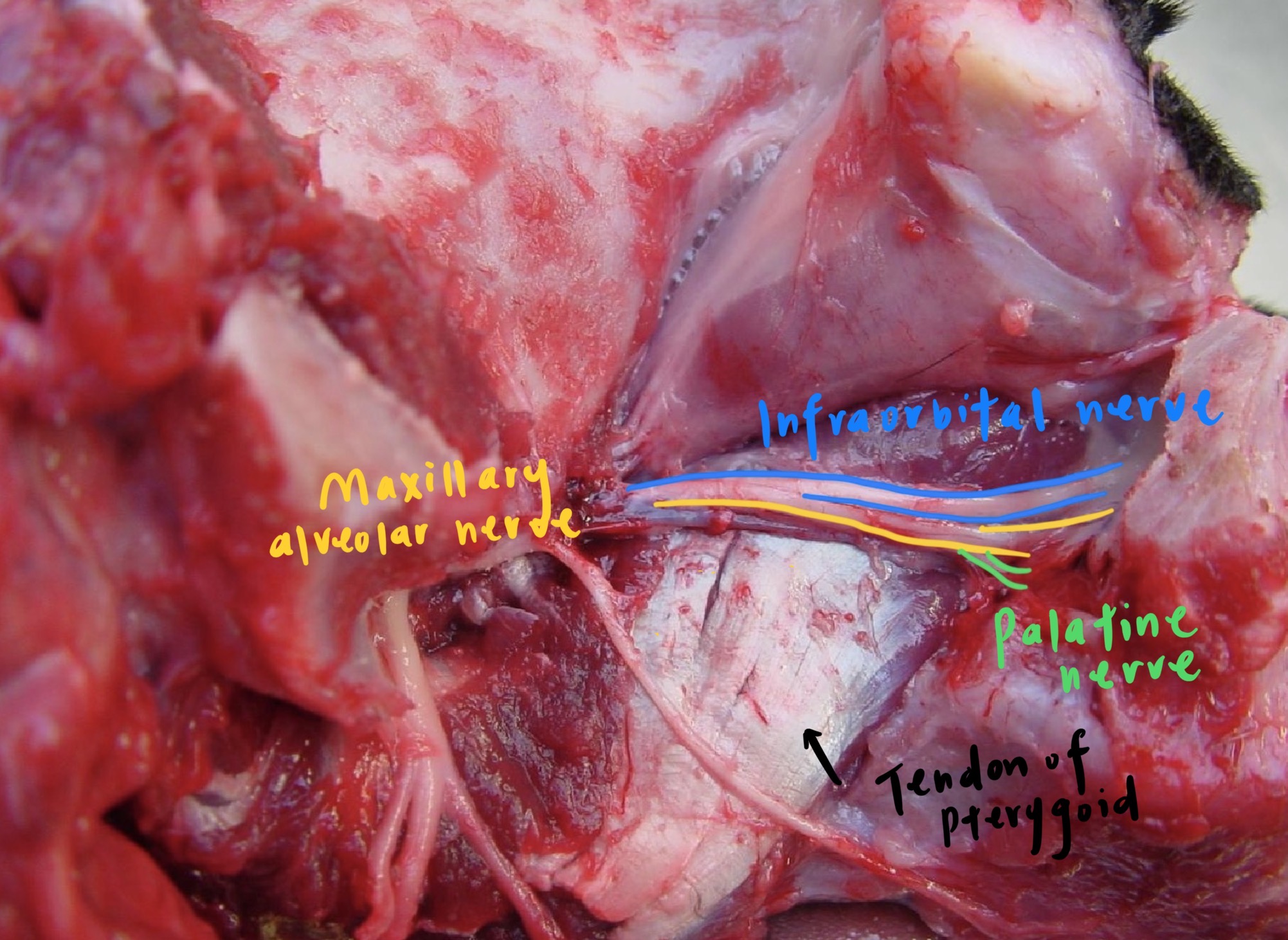 knowt flashcard image