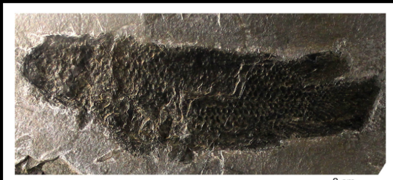 <ul><li><p>devonian </p></li><li><p>UK, scotland </p></li></ul><p></p>