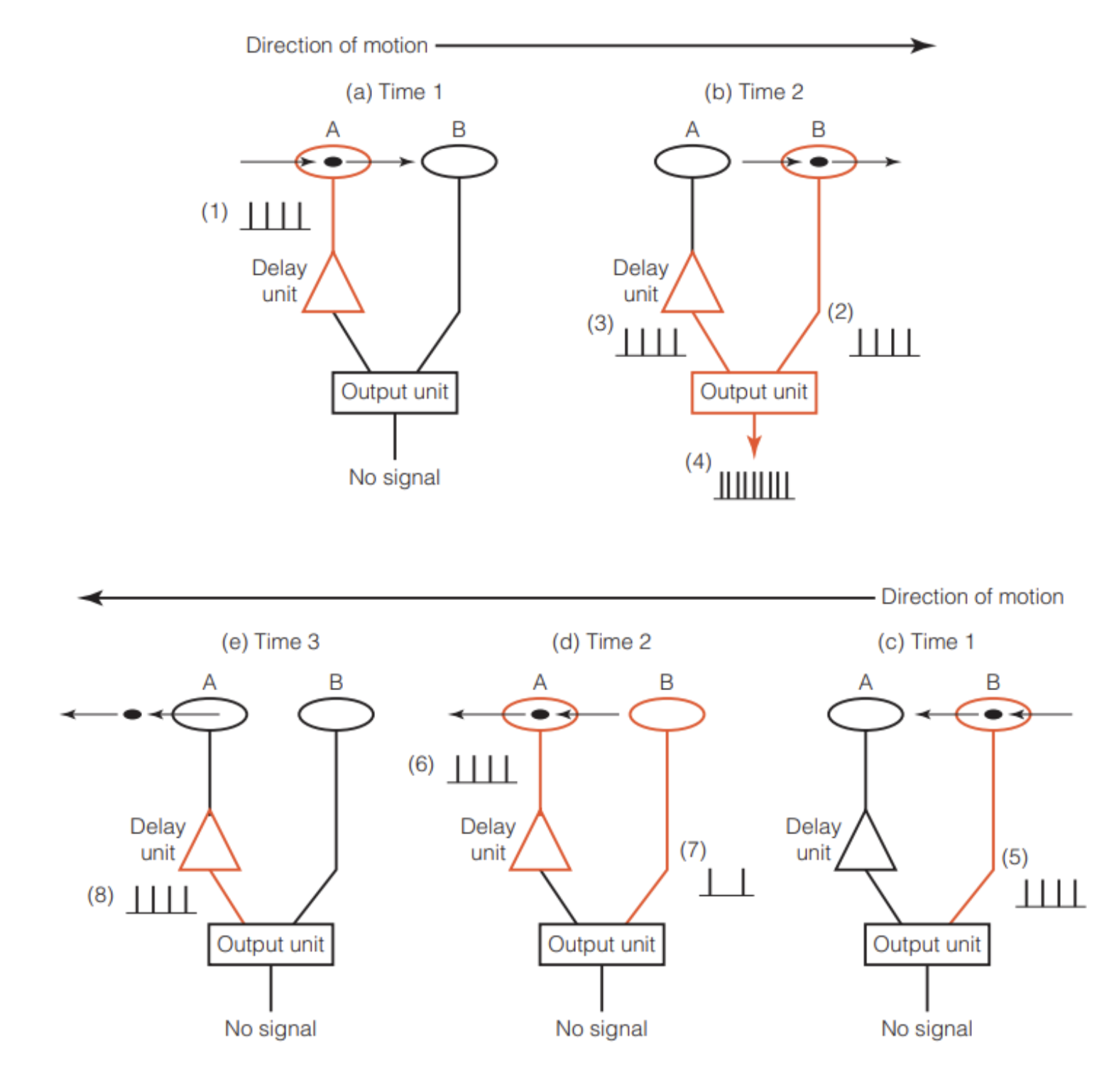 <p><strong>Overview</strong></p><p>Explains how motion is perceived when the eye is <strong>stationary</strong>.</p><p>Proposed by <strong>Werner Reichardt (1961, 1987)</strong>.</p><p>Based on a neural circuit called the <strong>Reichardt detector</strong>.</p><ol><li><p><strong>Structure of the Circuit</strong></p></li></ol><p><span>	</span>Contains:</p><p><strong>Neuron A</strong></p><p><strong>Neuron B</strong></p><p><strong>Output unit</strong></p><p><span>	</span>Key features:</p><p><strong>Delay unit</strong> slows signals from neuron A.</p><p>Output unit <strong>multiplies signals</strong> from A and B to detect motion.</p><ol start="2"><li><p><strong>How It Detects Motion (Left → Right)</strong></p></li></ol><p><span><strong>	</strong></span><strong>Neuron A activates first</strong></p><p>Object (Jeremy) approaches from the left.</p><p>A sends a signal that is <strong>delayed</strong> by delay unit.</p><p><span><strong>	</strong></span><strong>Neuron B activates next</strong></p><p>Object moves right and stimulates B.</p><p>B sends a signal directly to the output unit.</p><ol start="3"><li><p><strong>Timing coincidence</strong></p></li></ol><p>Delayed signal from A + direct signal from B arrive <strong>at the same time</strong>.</p><p><span><strong>	</strong></span><strong>Multiplication at output unit</strong></p><p>Signals are multiplied → <strong>large response</strong>.</p><p>Result: <strong>motion is perceived</strong>.</p><ol start="4"><li><p><strong>Why Direction Matters (Right → Left)</strong></p></li></ol><p><span><strong>	</strong></span><strong>Neuron B activates first</strong></p><p>Signal goes directly to output.</p><p><span><strong>	</strong></span><strong>Neuron A activates later</strong></p><p>Signal is delayed.</p><p><span><strong>	</strong></span><strong>Signals don’t overlap</strong></p><p>By the time A’s delayed signal arrives, B’s signal has <strong>faded to zero</strong>. Result: <strong>no motion signal detected</strong>.</p><ol start="5"><li><p><strong>Key Property</strong></p></li></ol><p><span>	</span>Circuit is <strong>direction-sensitive</strong>:</p><p>Detects motion <strong>left → right</strong></p><p>Does <strong>not detect</strong> motion <strong>right → left</strong></p><p><span>	</span>These create <strong>directionally selective neurons</strong>:</p><p><span>	</span>Each neuron responds to a <strong>specific direction</strong> of motion.</p><p><span>	</span>Many such circuits work together to:</p><p><span>	</span>Detect <strong>movement direction across the visual field</strong></p>