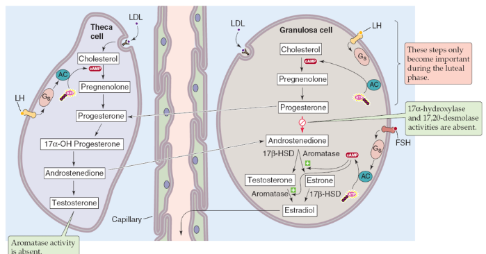 <p>It causes granulosa cells to produce estrogen by upregulating aromatase activity.</p>