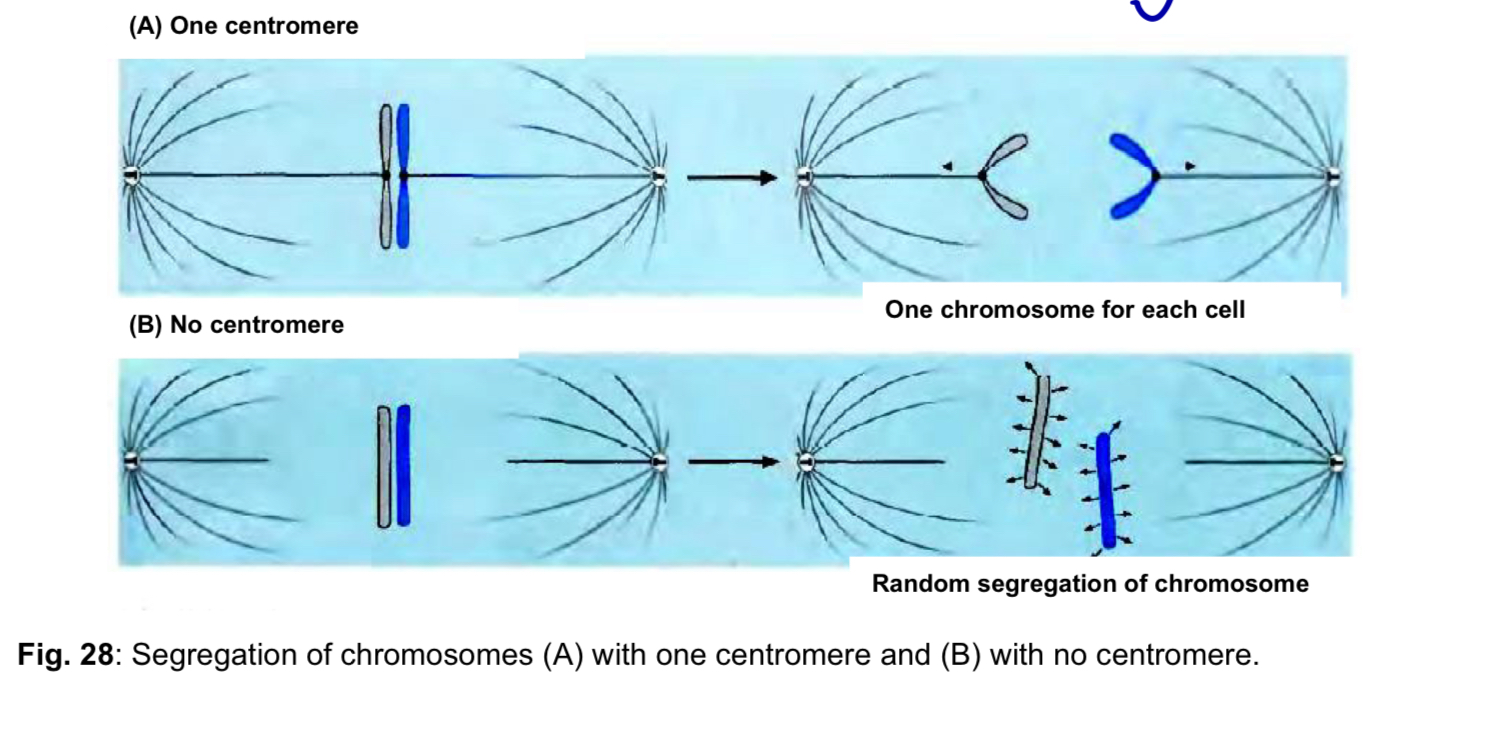 <ol><li><p><mark data-color="yellow" style="background-color: yellow; color: inherit;">Sister chromatid adhesion</mark> </p></li></ol><ul><li><p>centromere is the region of a linear chromosome where the two sister chromatids join </p></li></ul><ol start="2"><li><p><mark data-color="blue" style="background-color: blue; color: inherit;">Kinetochore formation</mark> </p></li></ol><ul><li><p>centromere is the site of assembly of the <strong>kinetochore</strong>, a protein complex that attaches to the <u>microtubules of the mitotic/meiotic spindle </u></p></li><li><p><strong>sister chromatids</strong> are in turn <u>joined via the centromere</u> to the <u>kinetochore microtubules </u></p></li></ul><ol start="3"><li><p><mark data-color="red" style="background-color: red; color: inherit;">Proper chromosome segregation</mark> </p></li></ol><ul><li><p>centromeres are essential for the correct segregation of the daughter chromosomes after DNA replication, so that one copy goes to each of the two daughter cells during cell division </p></li><li><p>the presence of only one centromere on each chromosome is critical </p><ul><li><p>each kinetochore at the single centromere of each sister chromatid of a duplicated chromosome binds to kinetochore microtubules and is pulled towards one pole of the cell during anaphase </p></li></ul></li><li><p>in the absence of a centromere, the daughter chromosomes segregate randomly, leading to <u>loss or duplication of chromosomes in the daughter cells </u></p></li></ul><p></p>