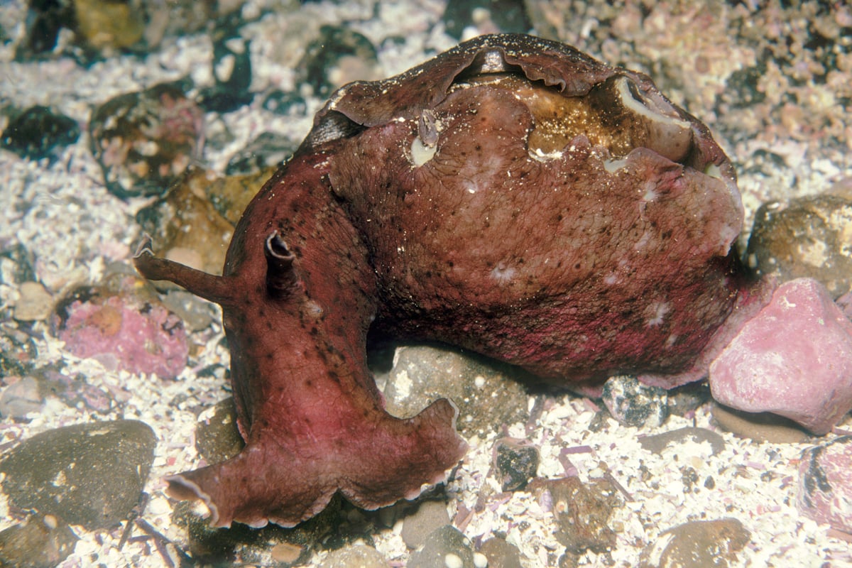 <p>Brown Sea Hare</p>