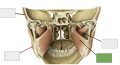 <p>Muscles of mastication: This is the</p>