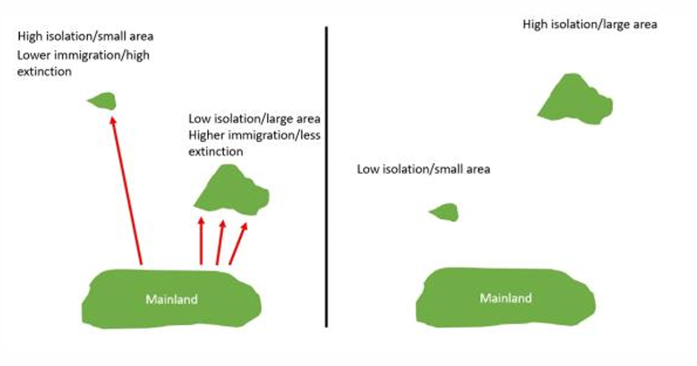 <p><mark>a field in ecology that explains how the </mark><strong><mark>size</mark></strong><mark> of an island and its </mark><strong><mark>distance</mark></strong><mark> from a mainland determine its total species richness</mark>.</p><ul><li><p>The Two Driving Forces</p><ul><li><p><span><strong>Immigration Rate</strong>: Controlled by <strong>Isolation (Distance)</strong>.</span></p><ul><li><p><span><strong>Low Isolation (Near)</strong>: Islands close to the mainland receive many colonizing species.</span></p></li><li><p><span><strong>High Isolation (Far)</strong>: Remote islands are hard to reach, resulting in lower immigration rates.</span></p></li></ul></li><li><p><span><strong>Extinction Rate</strong>: Controlled by <strong>Island Area (Size)</strong>.</span></p><ul><li><p><span><strong>Large Area</strong>: Bigger islands offer more resources and diverse habitats. They support larger populations, leading to less extinction.</span></p></li><li><p><span><strong>Small Area</strong>: Tiny islands have limited resources. They support small populations that are highly vulnerable to high extinction.</span></p></li></ul></li></ul><div data-type="horizontalRule"><hr></div></li></ul><p></p>