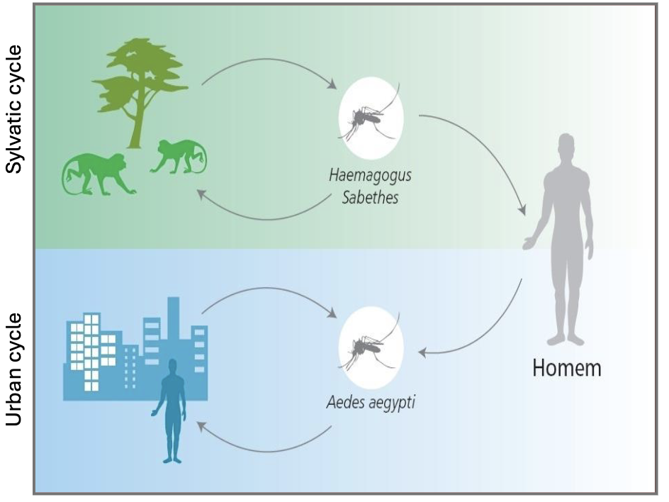 <p>Yellow fever is an acute viral hemorrhagic disease transmitted by infected Aedes and Haemagogus mosquitoes.</p>