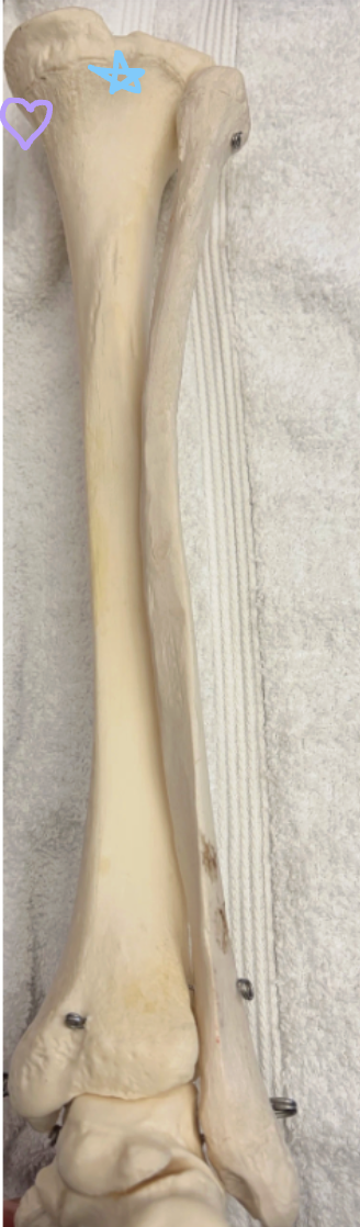 <p>Blue star: What is this structure? Name two structures that attach here and what they do.</p><p>Purple heart: What is this structure? What joint is formed here and what ligament attaches here?</p>