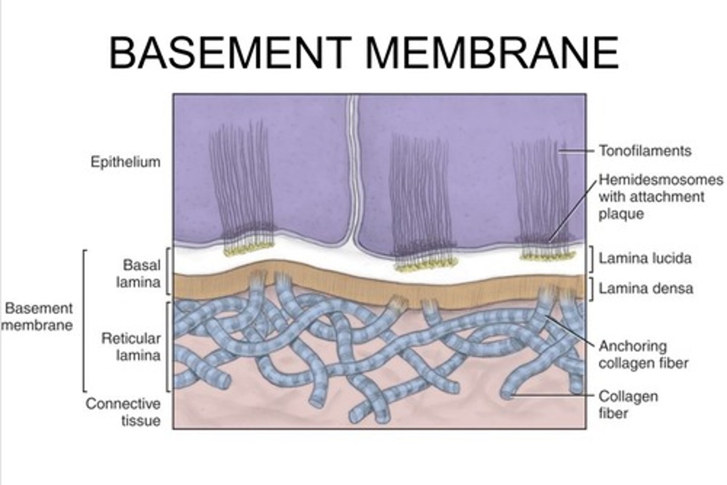 <p>Basal keratinocytes connect to the lamina lucida, connects to the lamina densea, which connects the the superficial dermis.</p>