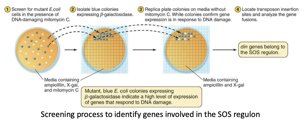 <p>Experimental evidence for the existence of regulons – SOS response</p><ul><li><p>Insertions in din (damage inducible) genes are strongly induced immediately after the introduction of the <strong><em>DNA-damaging agent mitomycin C.</em></strong></p></li><li><p>They are identified through a two-step screening process to determine which promoter-probe fusions are expressed only in the presence of mitomycin C and not expressed in the absence of mitomycin C.</p><ul><li><p>Step 1: Find promoter fusions that turn on after mitomycin C treatment.</p></li><li><p>Step 2: Confirm they stay off when there’s no DNA damage.</p></li></ul></li></ul><p></p><p>Simple: When DNA is damaged by mitomycin C, multiple din genes are turned on at the same time. This shows they are co-regulated as a regulon, since they respond together only to DNA damage.</p>