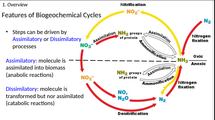 <p>nor assimilated (catabolic reactions)</p>