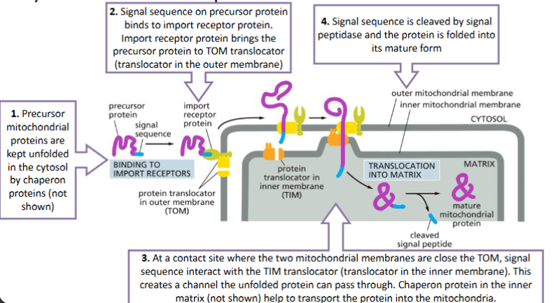 <ul><li><p>Two sequences needed – signal sequence and stop-transfer sequence</p></li><li><p>Protein translocation is initiated by the same way as for mitochondrial matrix proteins</p></li><li><p>At the inner membrane, the protein translocation is blocked by the stop-transfer sequence. The proteins is then anchored to the inner membrane with the stop-transfer sequence (predict the property of this sequence).</p></li></ul><p></p>