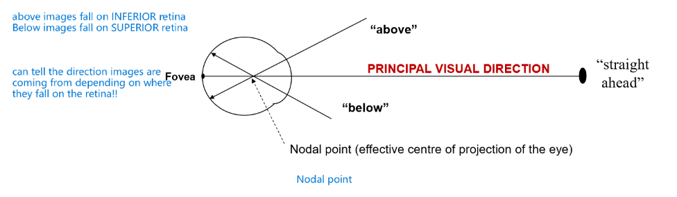 <p>direction signalled by the fovea (straight ahead) </p><p>above objects fall on INFERIOR retina </p><p>below objects fall on SUPERIOR retina</p>