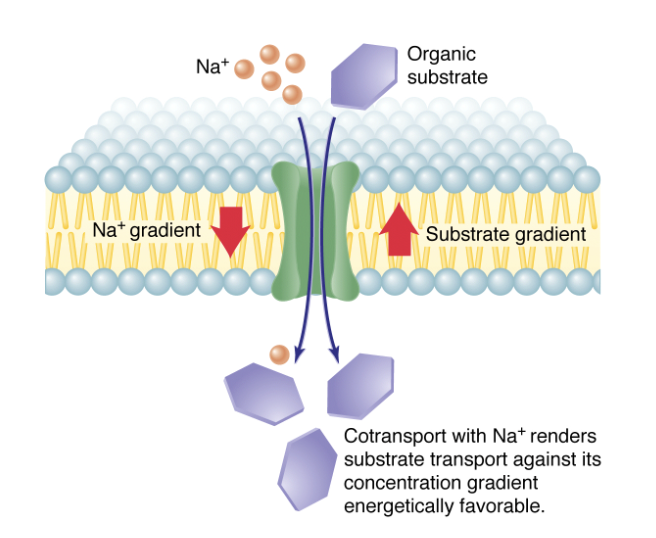 <ul><li><p>utilizes the energy from the movement of one ion down its concentration gradient to move another ion against its gradient. It often involves symporters and antiporters for different ion transport. </p></li><li><p>An example of this is the sodium-glucose transport, where sodium ions move into the cell driving glucose against its gradient. </p></li><li><p>This picture is example of <span style="background-color: transparent;">symporter which means it simultaneously transports two different substances in the same direction. </span></p></li></ul><p></p>