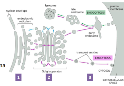 <p>Proteins travel through:</p><ol><li><p>The ER – proteins are covalently modified (e.g., disulfide bonds are formed, proteins are glycosylated).</p></li><li><p>Golgi apparatus – proteins further modified, and sorted for transport to final destination (e.g., plasma membrane or lysosome).</p></li><li><p>Secretory vesicles – travel to the plasma membrane for exocytosis (and secretion)</p></li></ol><p>(know the labels and arrows in the attached image)</p>