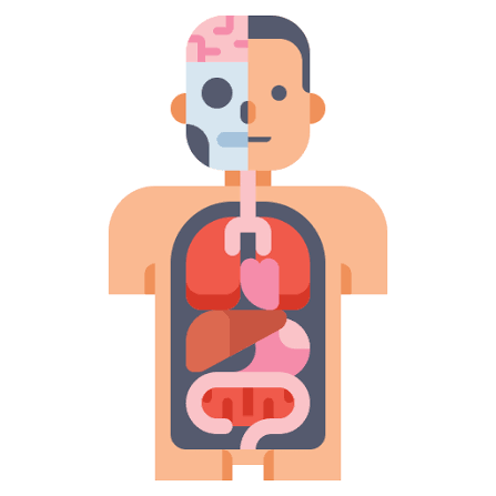 <p>Anatomy </p>