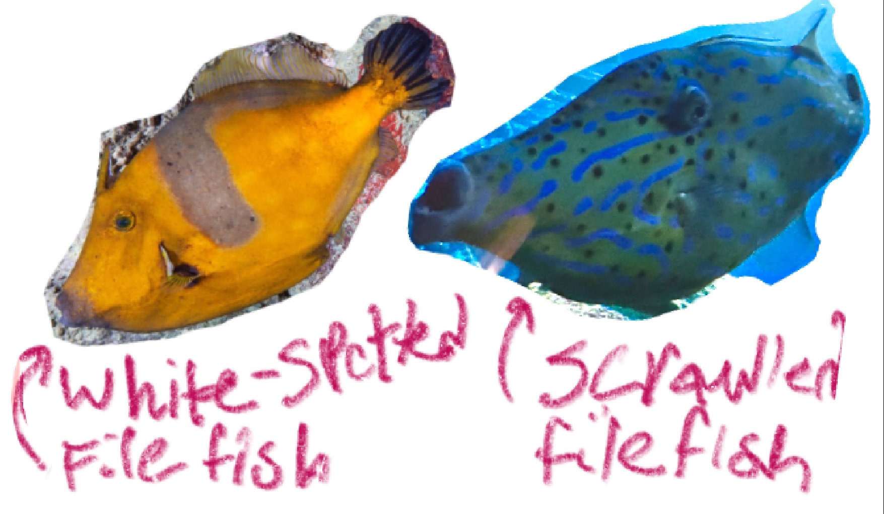 <p>Filefishes</p><p></p>